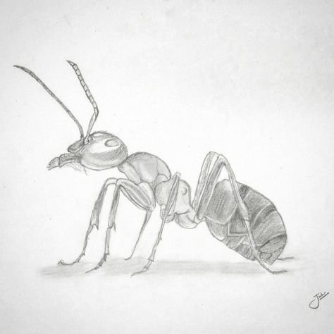 Рисование муравьишка