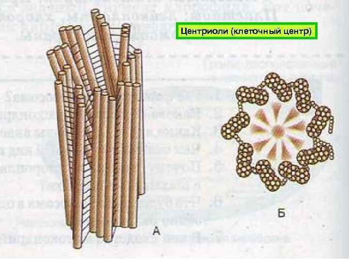 Центриоли клеточного центра