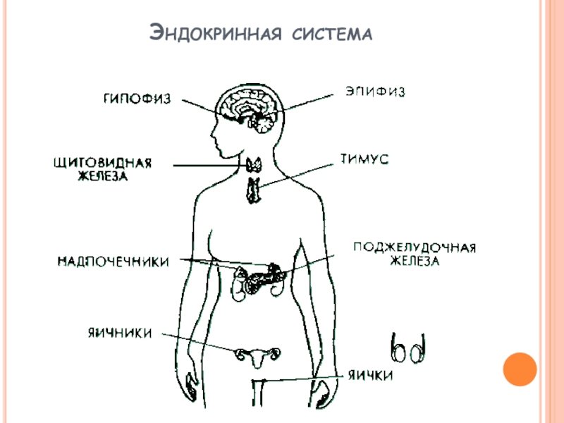 Железы эндокринной системы схема