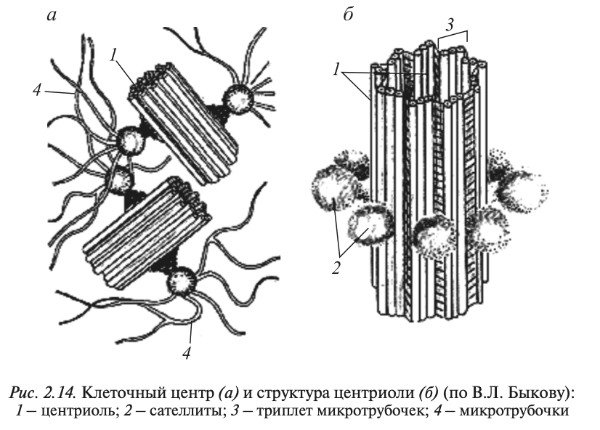 Цитоскелет рисунок