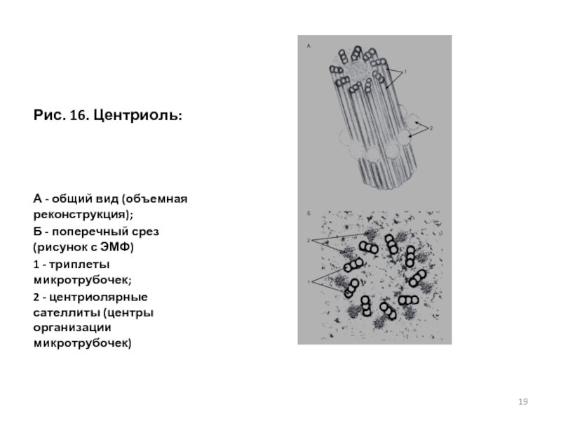 Центриоли гистология