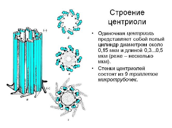 Функция центриоли в эукариотической клетке