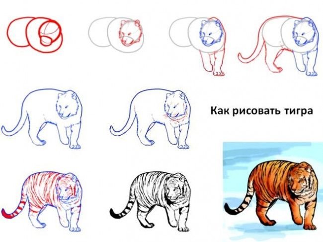 Рисунок тигра карандашом