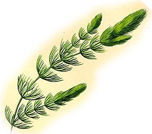 Роголистник рисунок