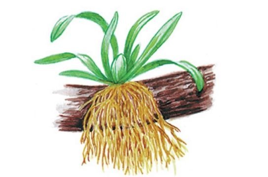 Корни эпифитов