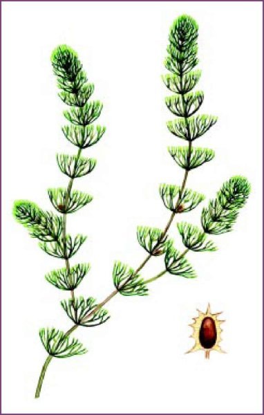 Роголистник рисунок
