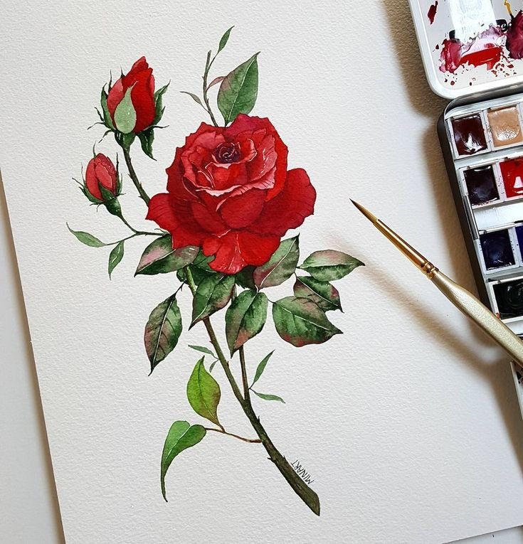 Розы рисунок акварелью