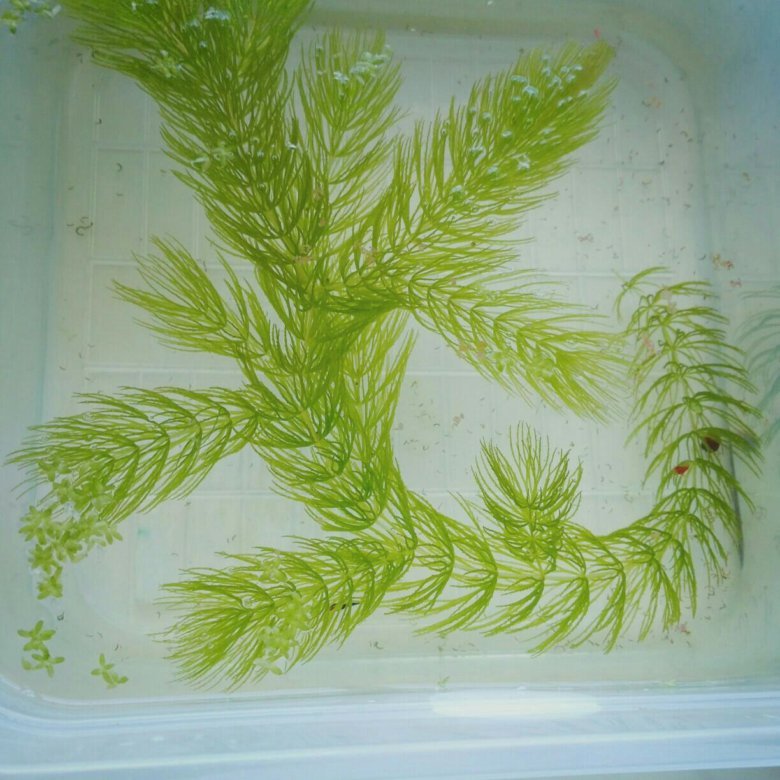 Ceratophyllum demersum