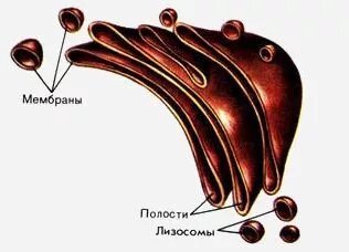 Схема строения комплекса Гольджи