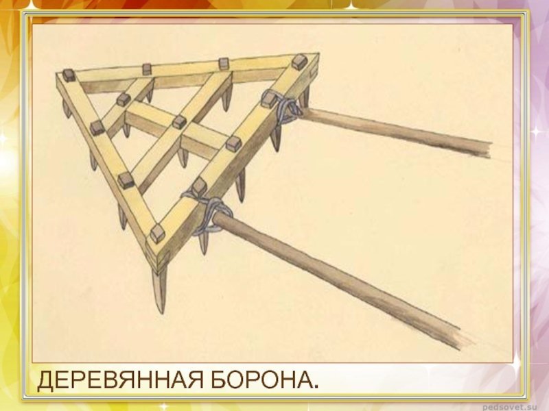 Борона-суковатка древняя