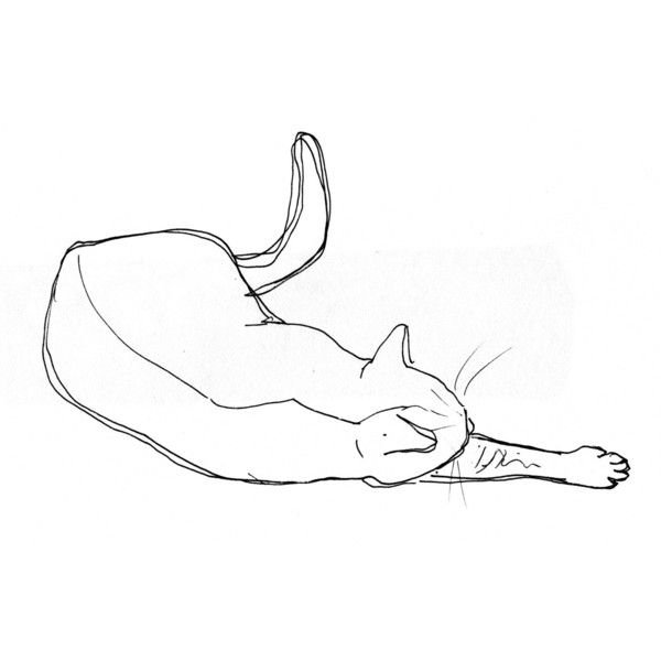 Кошка рисунок