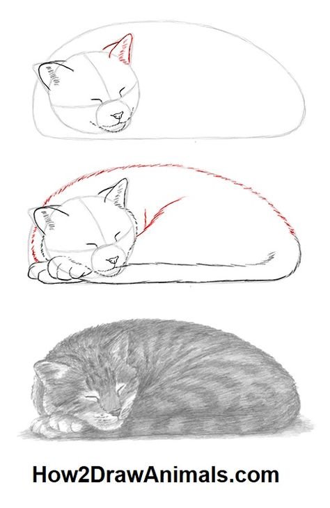Лежачий кот рисунок карандашом