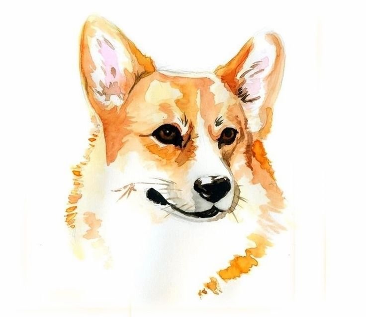 Корги НАРИСОНАВА