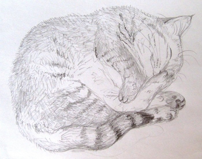 Спящий котик рисунок