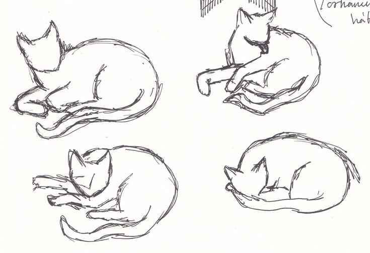 Позы котов для рисования лежачие