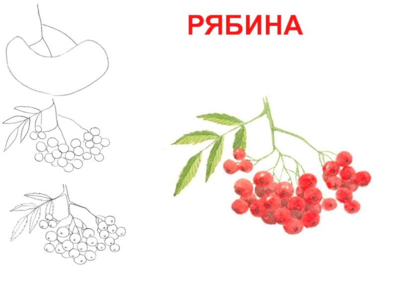 Ягоды рябины для детей