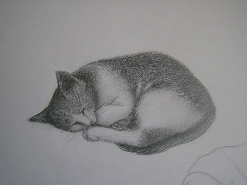 Кошка рисунок карандашом