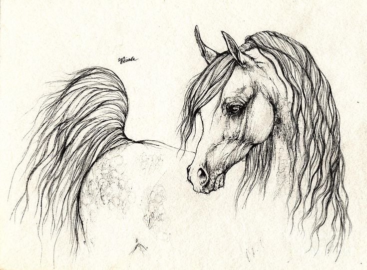 Лошадь рисунок