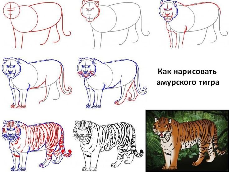 Амурский тигр