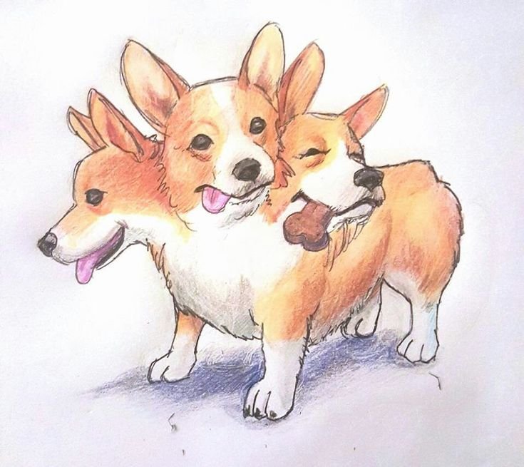 Церберус корги