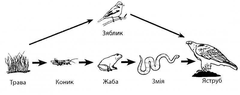 Цепь питания животных из 4 звеньев