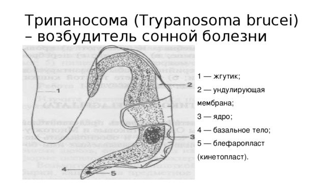 Трипаносома строение схема