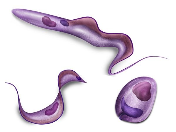 Паразит Trypanosoma cruzi