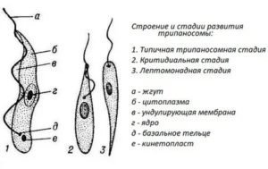 Трипаносома внутреннее строение