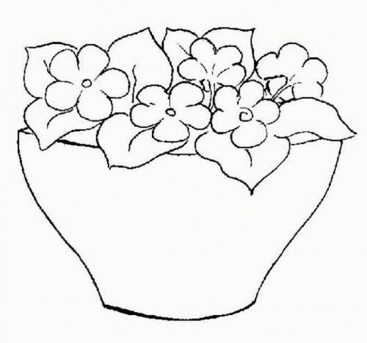 Узамбарская фиалка рисунок