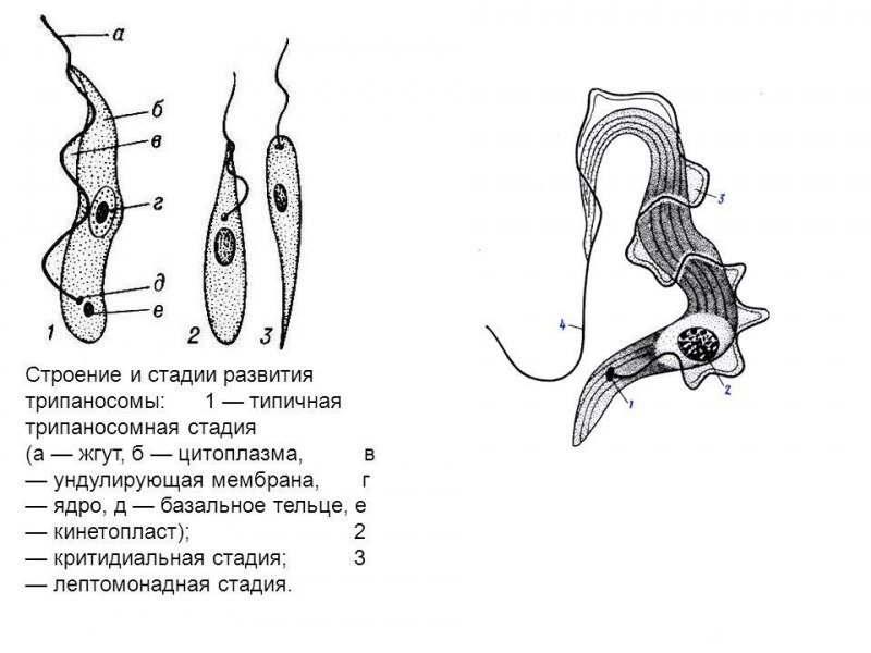 Trypanosoma cruzi строение