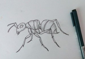 Нарисовать муравья