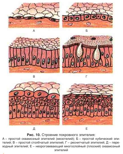 Многослойный покровный эпителий
