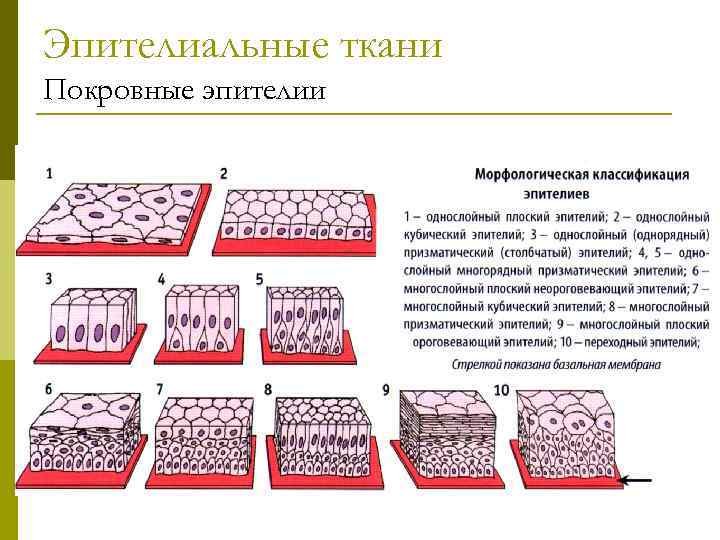 Эпителиальная ткань покровный эпителий рисунок