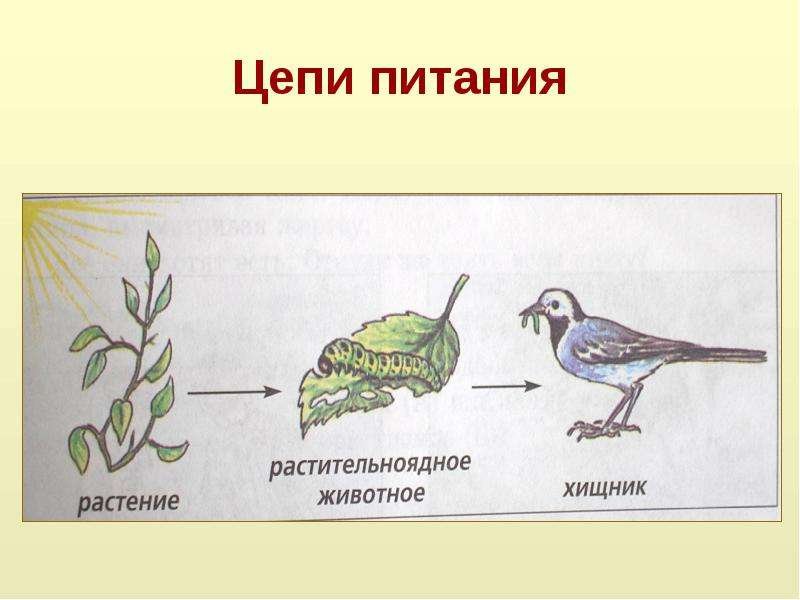 Пищевая цепочка питания