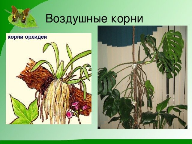 Корневые клубни корни прицепки воздушные корни