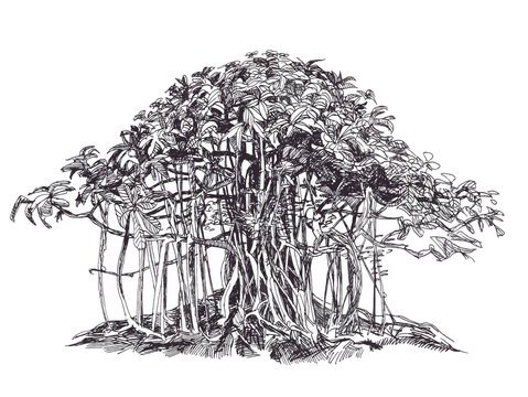 Фикус корни подпорки