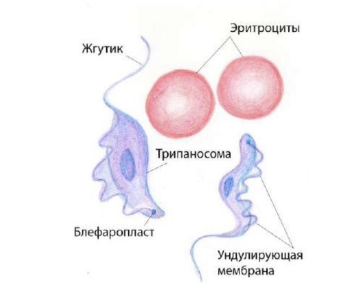 Трипаносома