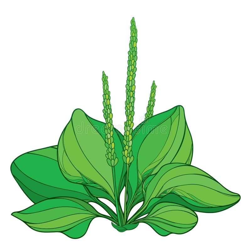 Plantago ovata
