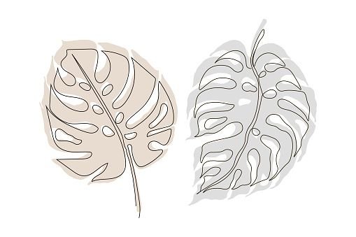 Monstera Leaf контур