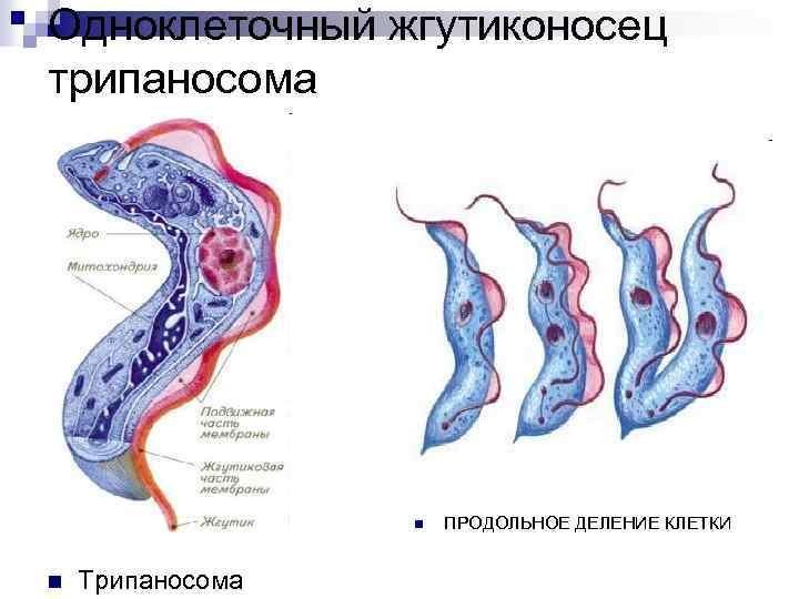 Трипаносома питание