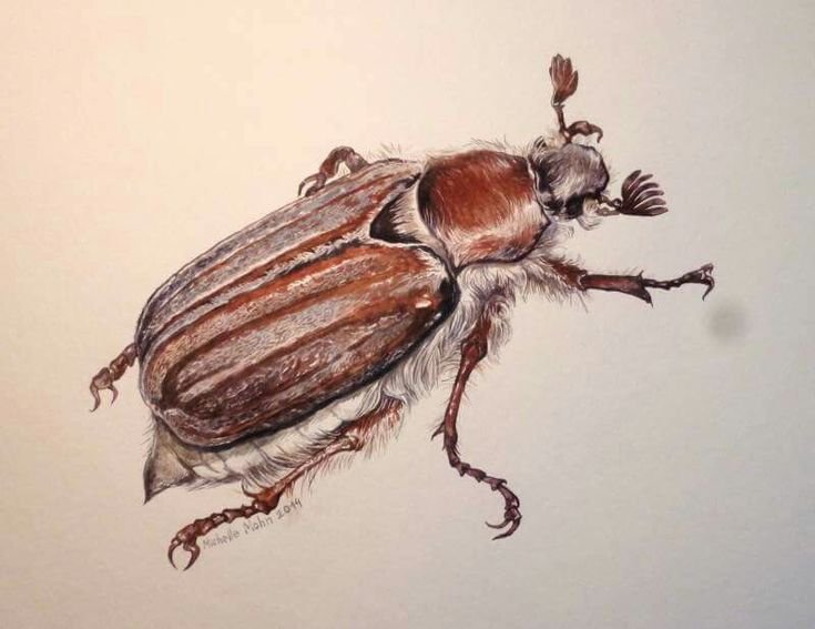 Жук хрущ рисунок