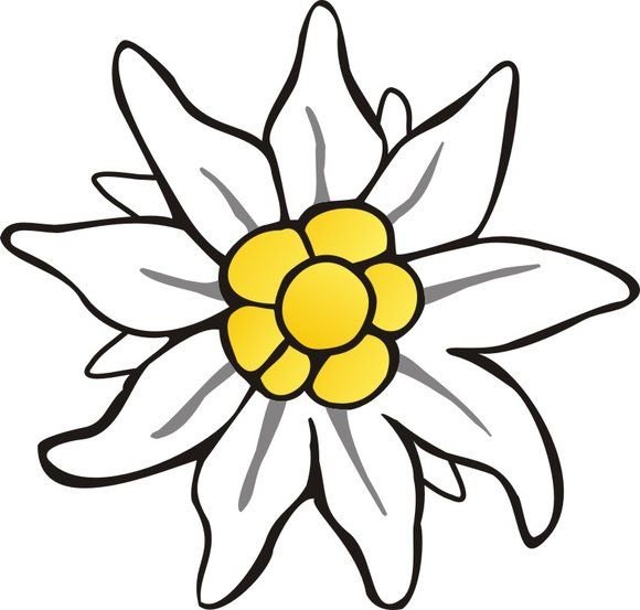 Эдельвейс эскиз