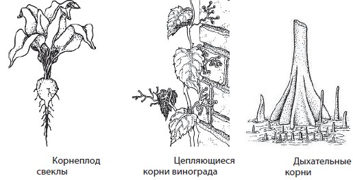 Дыхательные корни кипариса
