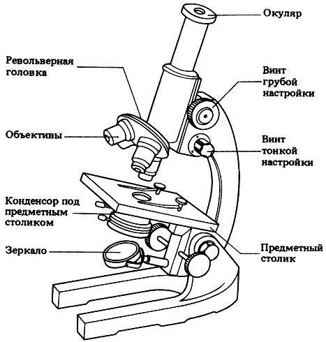 Схема строения светового микроскопа рисунок
