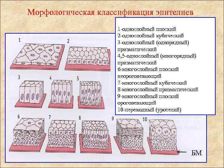 Типы эпителиальной ткани схема