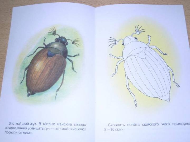 Рисование жука