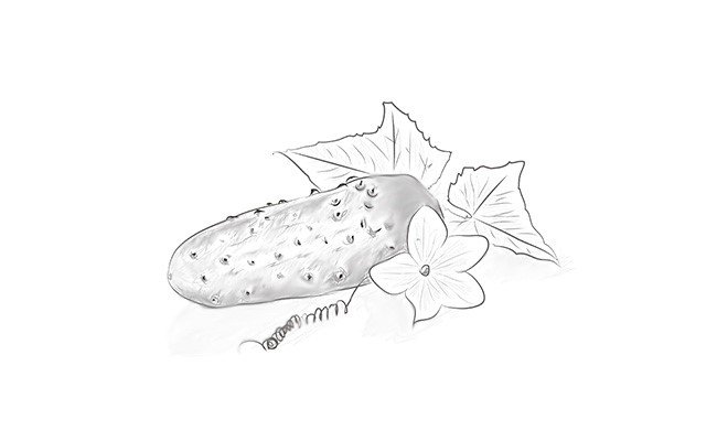 Огурец рисунок карандашом