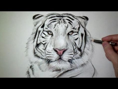 Рисунок тигра карандашом