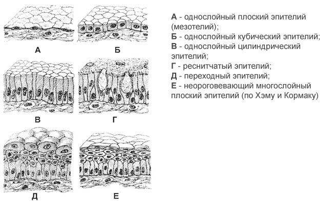Многослойный плоский эпителий схема