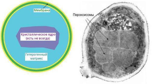 Пероксисомы строение и функции